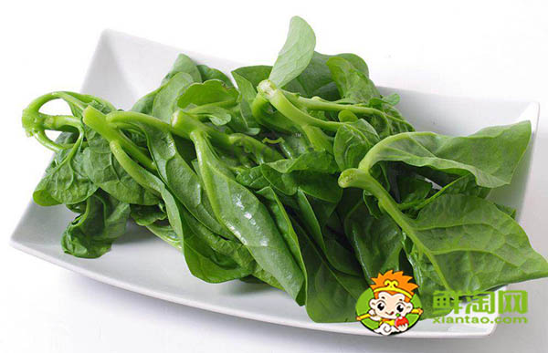 大叶木耳菜种子需要催芽吗,木耳菜催芽为什么要放醋