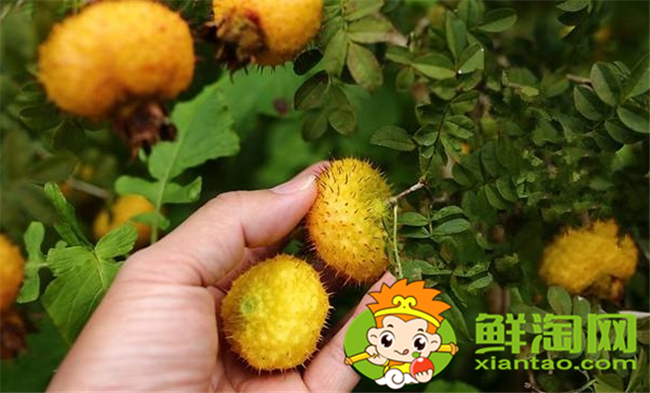 刺梨怎么泡酒，刺梨泡酒比例