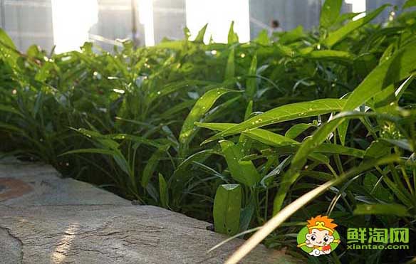 空心菜嫩的怎么挑,泰国竹叶空心菜特点