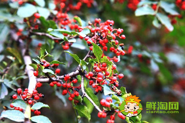 花椒树叶片上有刺吗,花椒怎么摘不扎手