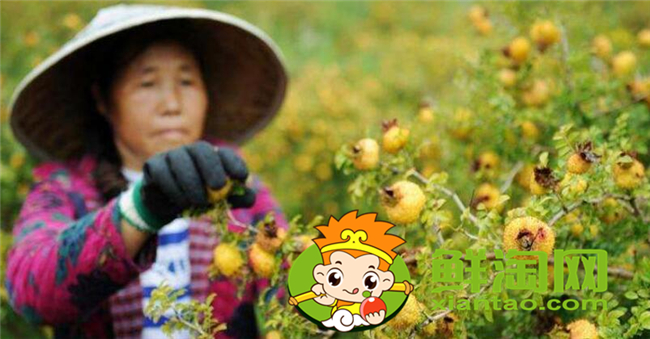 贵州刺梨什么时候成熟，贵州刺梨怎么吃图解