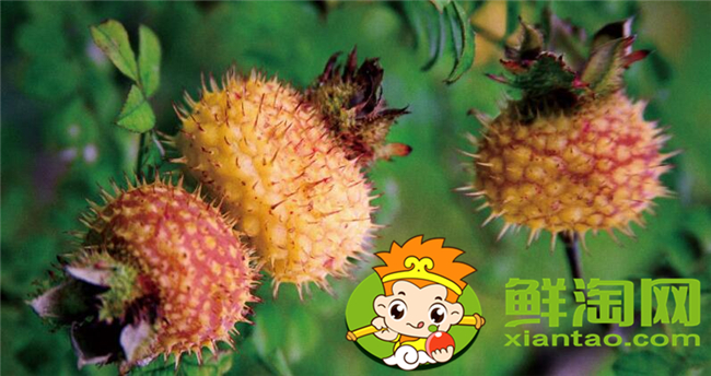 刺梨是什么季节生长的，刺梨几年挂果
