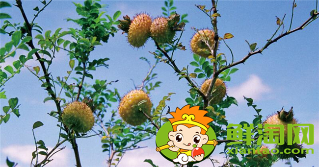 刺梨是什么季节生长的，刺梨几年挂果