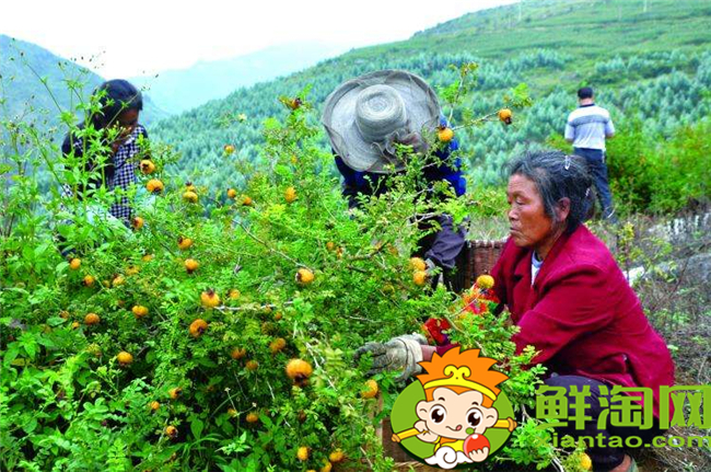 贵州刺梨基地在哪里,贵州最大的刺梨基地六盘水市