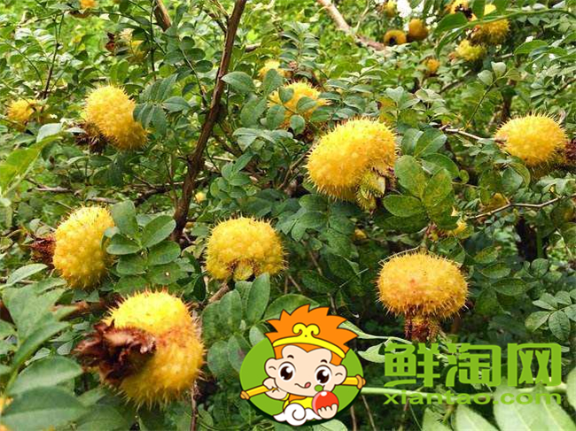 刺梨汁一天喝多少，刺梨汁什么时候喝