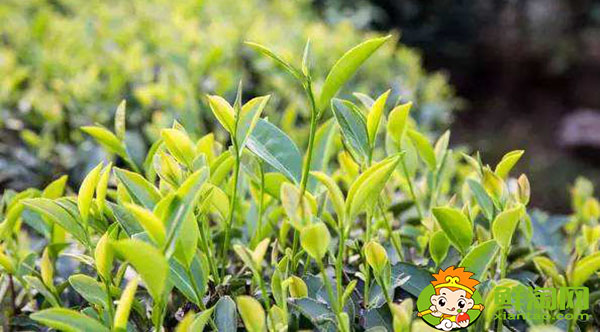 大红袍的树的品种是什么名,武夷山大红袍母树是最古老的茶树吗