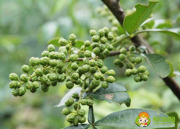 花椒应该怎么存放不跑味道,生花椒想存放一年怎么放