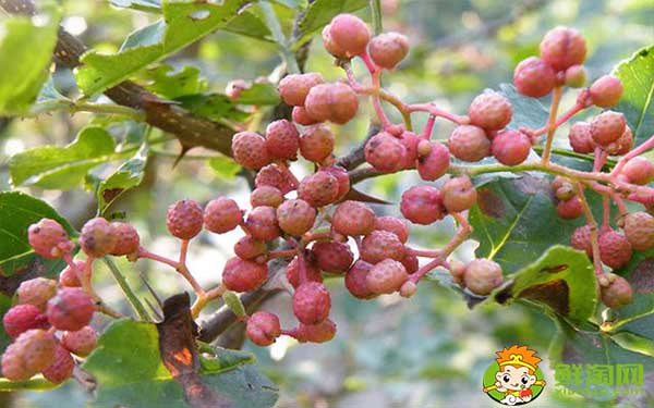 新鲜花椒怎么运输不会坏，花椒的运输和保存方法