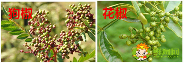 狗椒与花椒的区别图片，狗椒与花椒哪个好