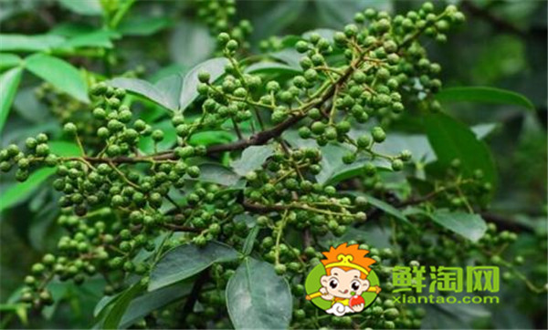 狗椒与花椒的区别图片，狗椒与花椒哪个好