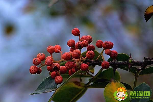花椒什么时间可以摘成熟了，树上摘下来的花椒怎么处理