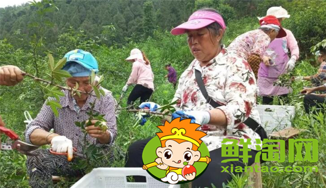 树上的花椒怎么摘快，花椒机器一天能摘多少