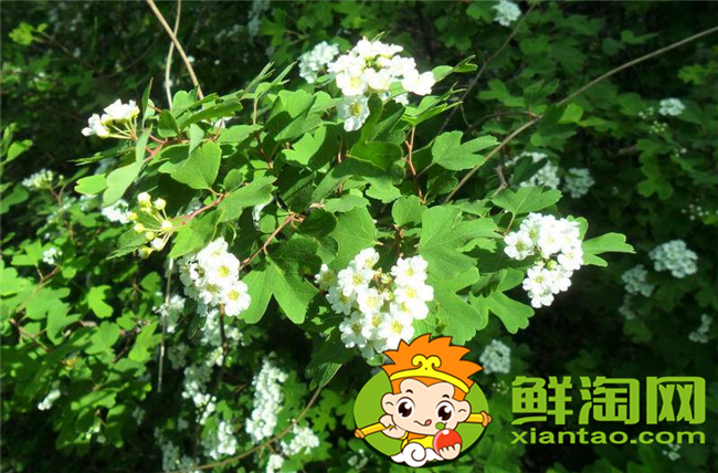 山花椒能吃吗,农村山上野花椒树图片