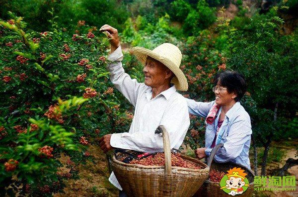 花椒怎么采摘比较好，花椒怎么采摘最快