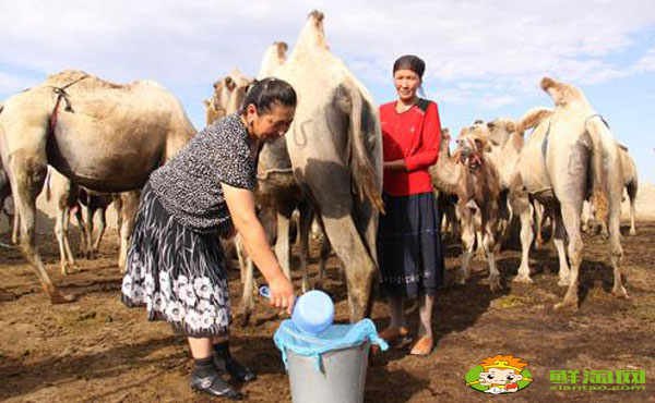 驼乳粉什么人不能用,哪里可以买驼乳粉