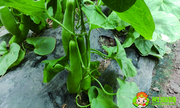 怎么判断羊角蜜甜瓜熟了没,羊角蜜成熟特征