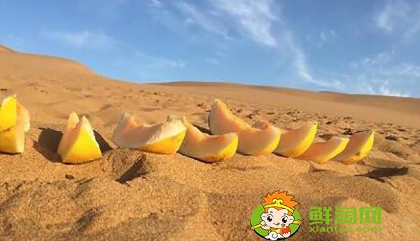 什么是沙漠瓜，沙漠蜜瓜是软的还是硬的