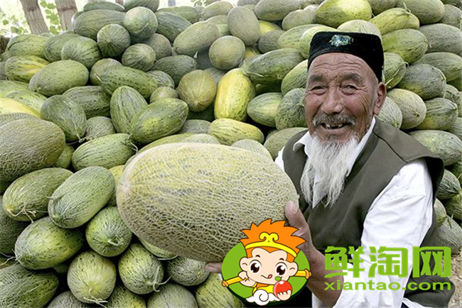 哈密的哈密瓜批发市场在哪里,哈密瓜原产地如何发货