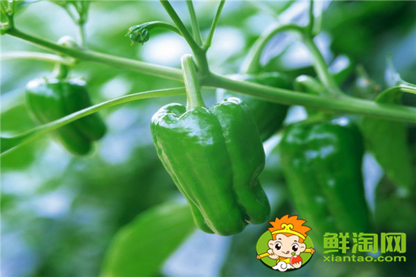 青椒肉丝太辣了怎么办,青椒肉丝可以放点小红椒吗