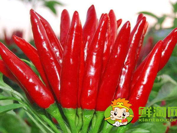 小红椒是小米椒吗,小米椒和小红椒哪个辣