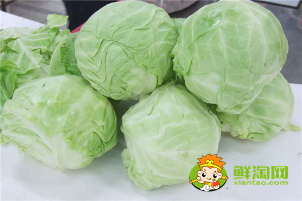 手撕包菜是甘蓝菜吗，甘蓝与洋白菜一样吗