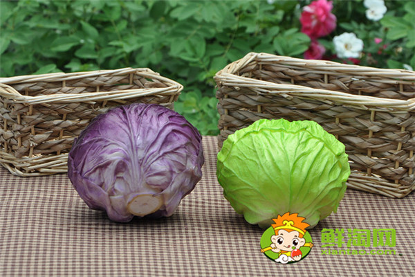 圆白菜怎么腌制好吃,圆白菜和卷心菜是同一种菜吗