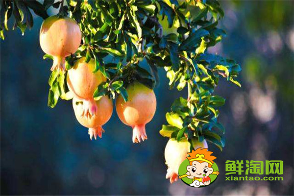 新鲜石榴皮煮水有毒吗,石榴皮煮水染发有毒吗