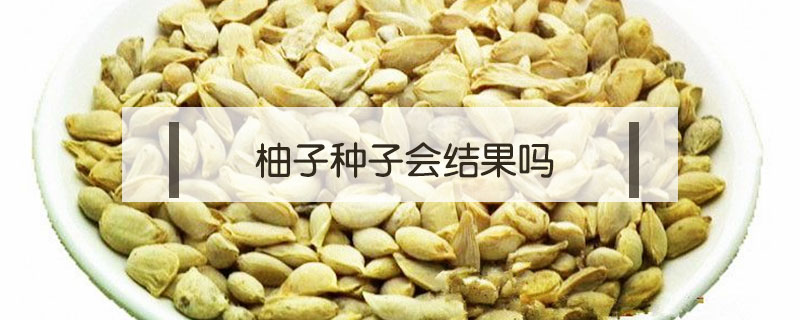 柚子种子会结果吗