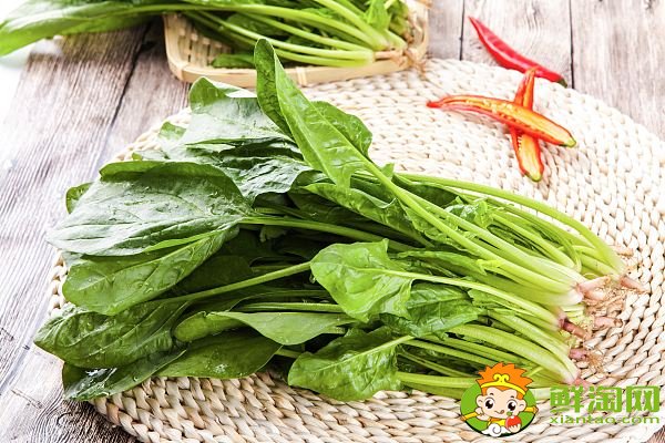 哪个季节青菜最多,什么蔬菜冬天冻不死