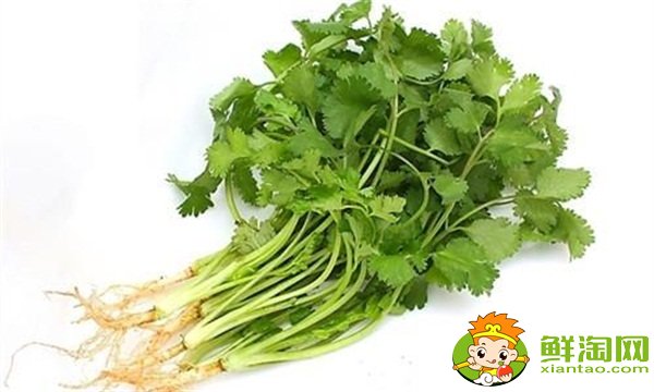 香菜怎么保存新鲜不烂，冬瓜木耳香菜汤可以减肥吗