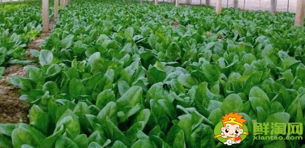 如何挑选菠菜，什么样的菠菜好吃