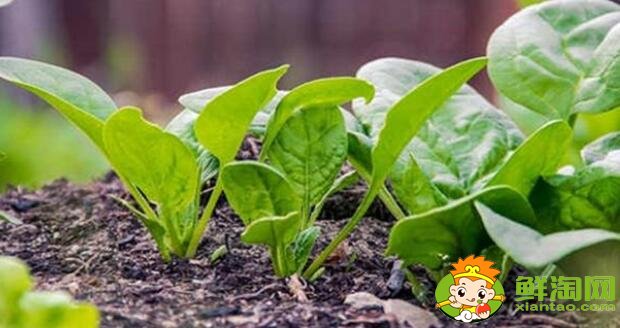 如何挑选菠菜，什么样的菠菜好吃
