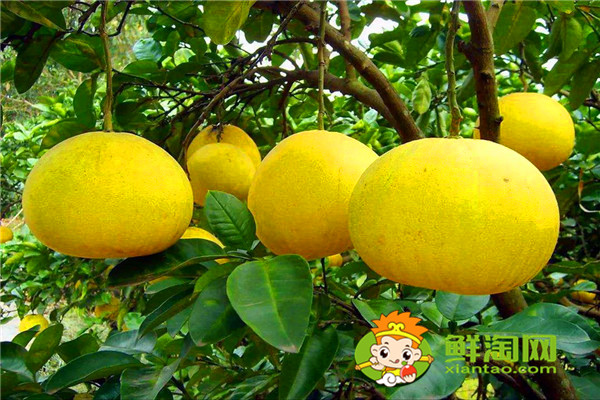 冬季吃柚子还是橙子好,柚子皮怎么做好吃