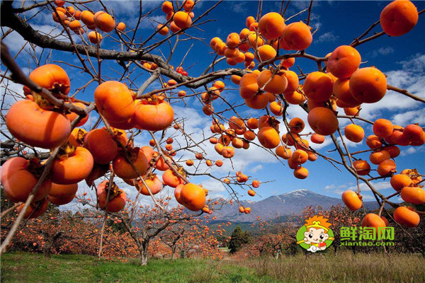西安各季节有什么水果，西安秋季的水果大全吃什么好