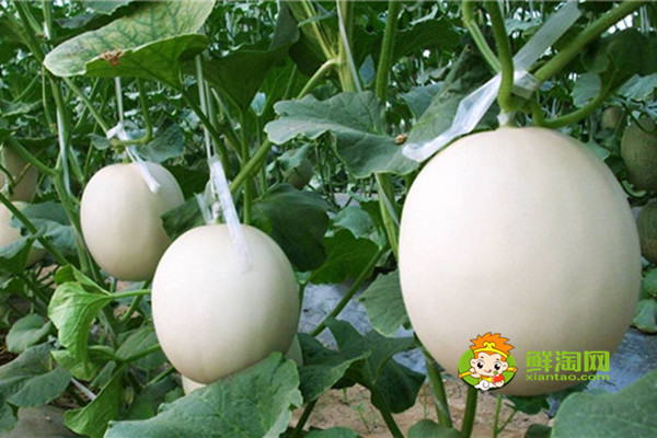 西安各季节有什么水果，西安秋季的水果大全吃什么好