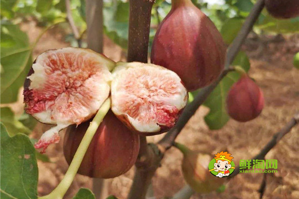 西安各季节有什么水果，西安秋季的水果大全吃什么好