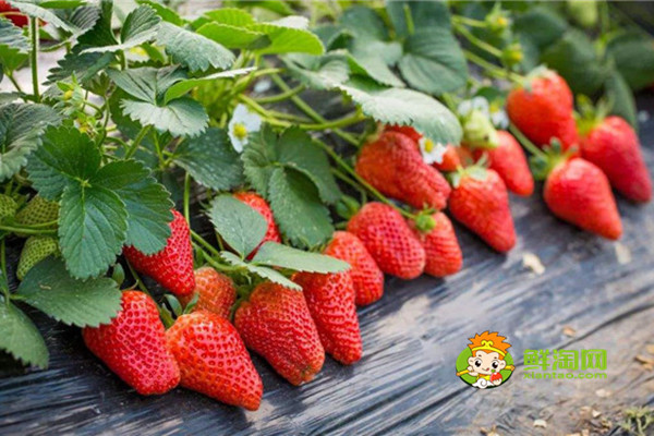 西安各季节有什么水果，西安秋季的水果大全吃什么好