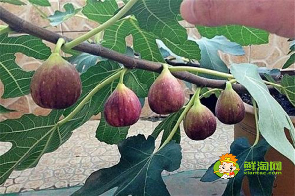 无花果在哪里生长,无花果生长与热带和温带地区