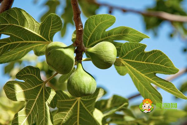 无花果怎么治痔疮出血，轻微痔疮用无花果才可以治疗