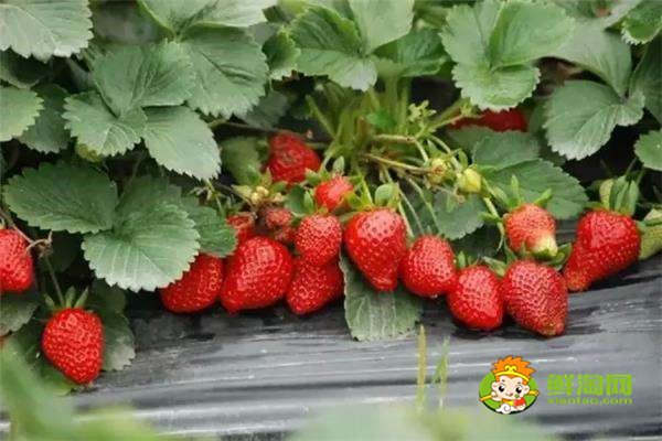 草莓是什么季节的水果,草莓是春夏季节的水果