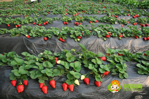 反季节草莓是催熟的吗，冬天的草莓是不是反季节水果