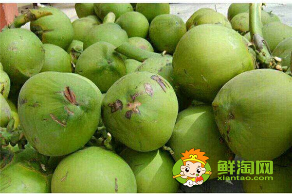 毛椰子和青椰子的区别，怎么挑选椰子
