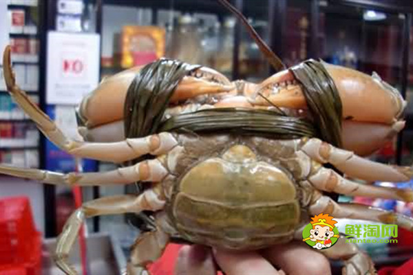 黄油蟹和膏蟹的区别,黄油蟹是怎么样形成的