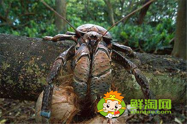 椰子蟹是保护动物吗,椰子蟹能被水淹死是真的吗