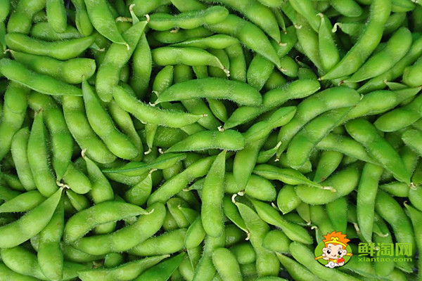毛豆是黄豆吗,毛豆是什么季节成熟的