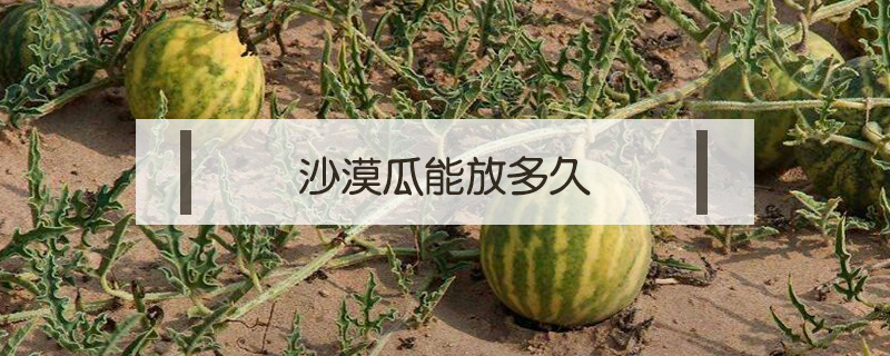 沙漠瓜能放多久