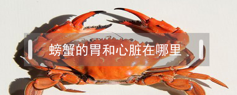 螃蟹的胃和心脏在哪里?